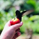 The_Pilot_Wife Avatar